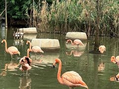 -大湾区中央湿地公园