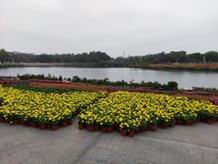 -万绿园