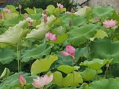 -梁鸿国家湿地公园