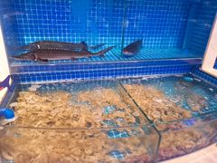 虾爬子（皮皮虾）-乔哥铭洋海鲜自助(皇城恒隆广场店)