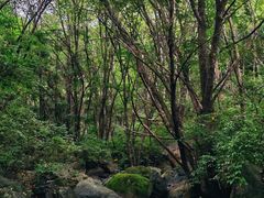 -云岫谷游猎自然风景区