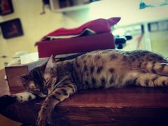 -猫色咖啡·猫咖
