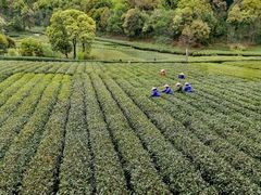 -龙坞茶村