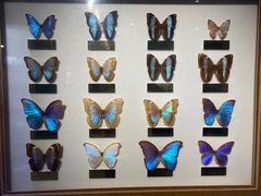 -上海昆虫博物馆