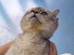 -创凡宠物医院·骨专科  猫科中心(西乡分院)