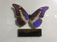 -上海昆虫博物馆