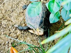 -大可堂普洱茶馆(襄阳南路馆)