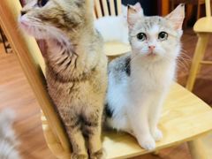 -楼上猫咖(罗湖店)