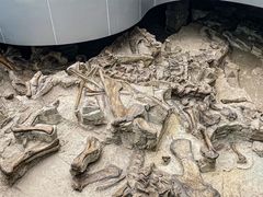 -自贡恐龙博物馆