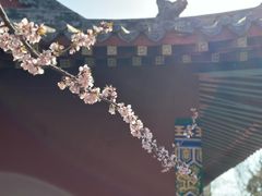 -桃花堤公园