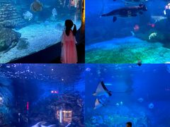 -烟台海昌鲸鲨海洋公园