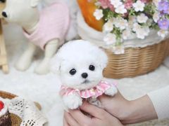 -萌宠之家·腊肠犬·马尔泰·小体犬舍