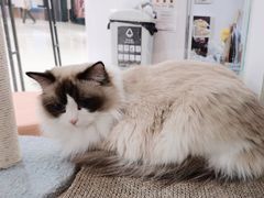-COLOR PETS 撸猫馆·购猫·猫咖(长风大悦城店)