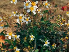 -露天矿生态公园