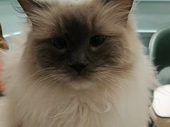 -安格丽娜·狗咖·猫咖羊驼咖(春熙路百盛商场店)