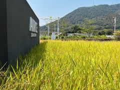 -艾米稻香小镇