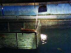 -海棠湾洲际-涛·海底餐厅·美人鱼·自助餐·海底隧道