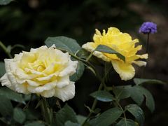 -上海植物园-4号门售票处