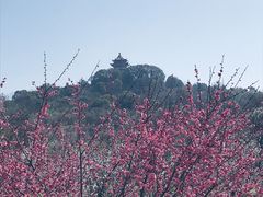 -香雪海
