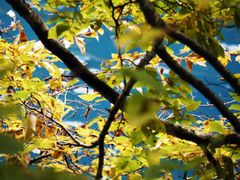 -九寨沟-树正沟