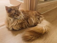 -猫腻·猫咖·撸猫馆(星光大道店)