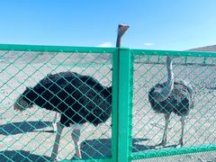 -新疆天山野生动物园