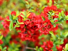 -海棠花溪(元大都城垣遗址公园)