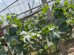 -马陆小张葡萄园农家乐