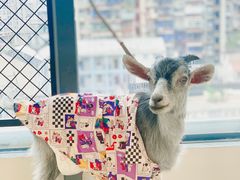 -怪兽屋·羊驼·猫咖·狗咖(俊华广场店)