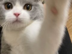 -lincat·猫舍(广州店)