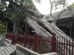 -晋祠公园