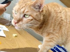 -藏猫猫咖啡主题馆(中央大道店)