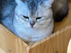 -有喵·猫咖·狗咖·30几只猫10只小狗(岗厦店)