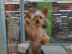 -FAELING PETS美天灵宠物(合生汇店)