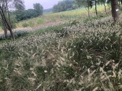 -贡湖湾湿地公园