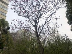 -君莲新城中城苑