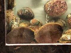 -甄御•海鲜新青岛菜(麦岛店)