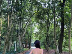 -南宁良凤江国家森林公园