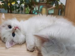 -屋虎猫馆(宝安大仟里店)