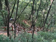-大岭沟猕猴桃谷风景区