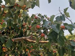 -京津新城温德姆至尊酒店(珠江大道店)