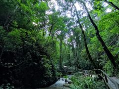 -莫里热带雨林景区