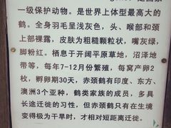 -盐城丹顶鹤湿地生态旅游区