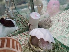 -momokira米努特·德文卷毛猫·棉花面纱犬