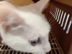 -瑞鹏宠物医院·微创内窥镜·骨外科·牙科(翠竹分院)