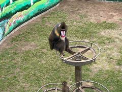 -西霞口神雕山野生动物世界