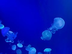 -海合安青岛极地海洋公园