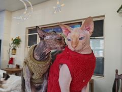 -猫小院猫主题餐厅(南锣旗舰店)