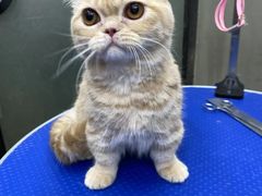 -PETKIT小佩宠物·低压洗护(国顺东路店)