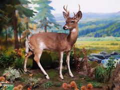 -陕西自然博物馆